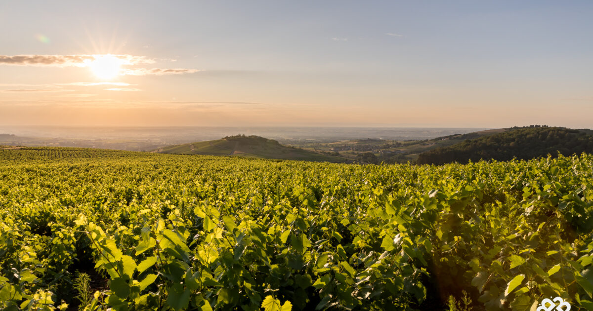 Photo des vignes dans le Beaujolais