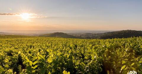 Photo des vignes dans le Beaujolais