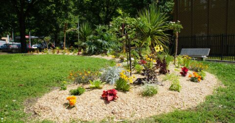 Photo de plantes et de fleurs sur une pelouse