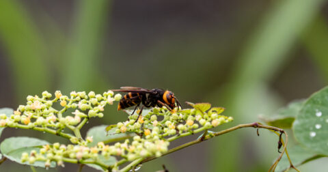 Frelon asiatique