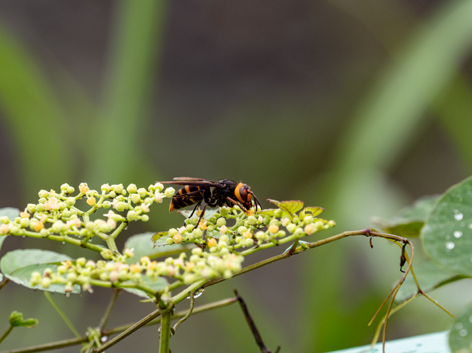 Frelon asiatique