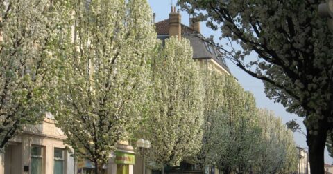 Photos d'arbres fleuris dans les rues de Villefranche