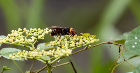Photo d'un frelon sur une plante