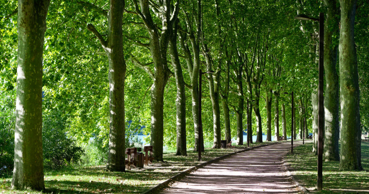 Promenade des bords de Saône, entourée d'arbres