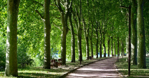Promenade des bords de Saône, entourée d'arbres
