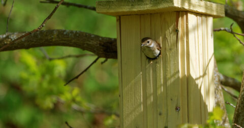 Photo d'un oiseau dans une cabane