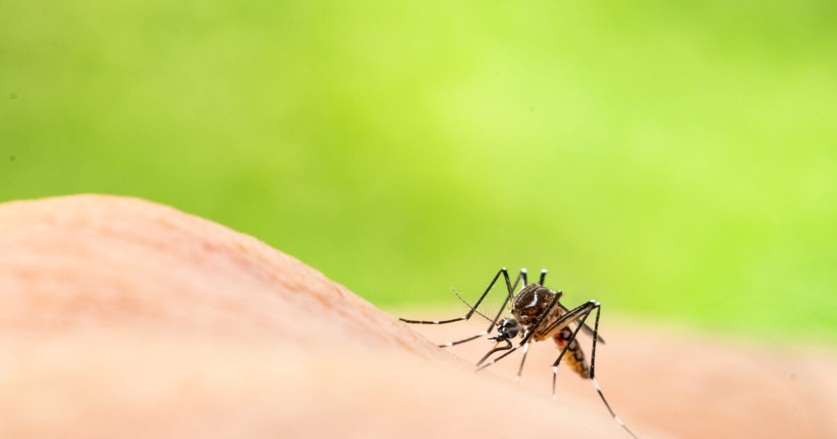 Photo d'un moustique