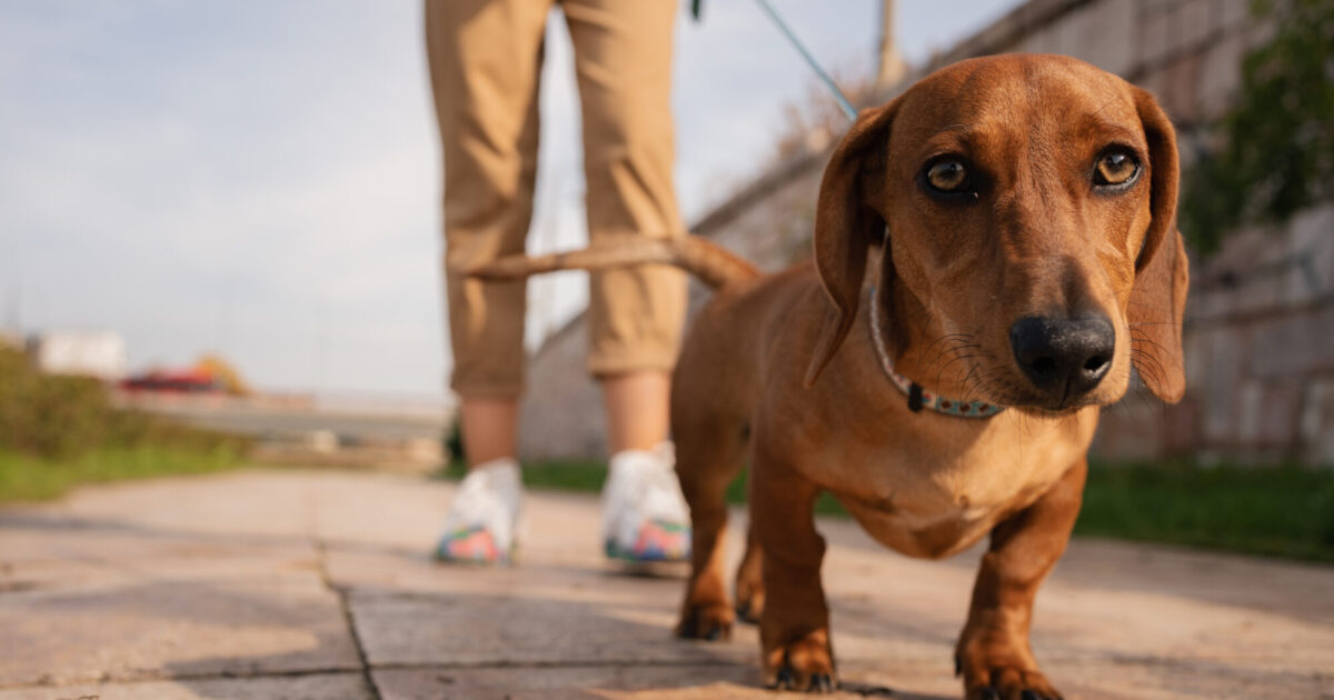 Photo d'un teckel en train de se promener avec son maitre
