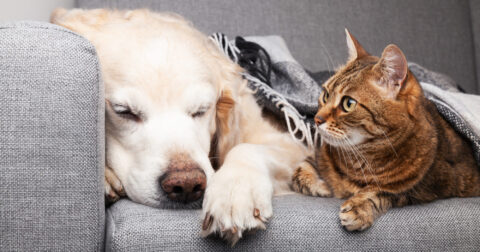 Photo décorative avec animaux domestiques