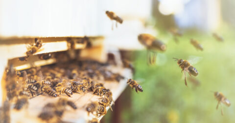 Photo d'abeille allant vers leur rucher. Image décorative.