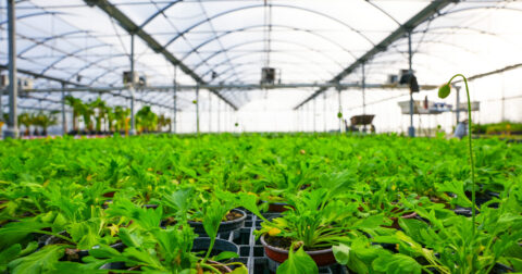 Photo des serres municipales